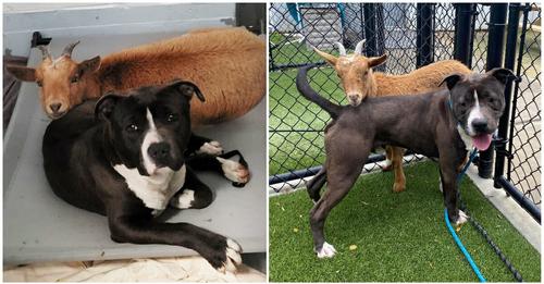 Shelter dog and goat form an unlikely close friendship, find a home together