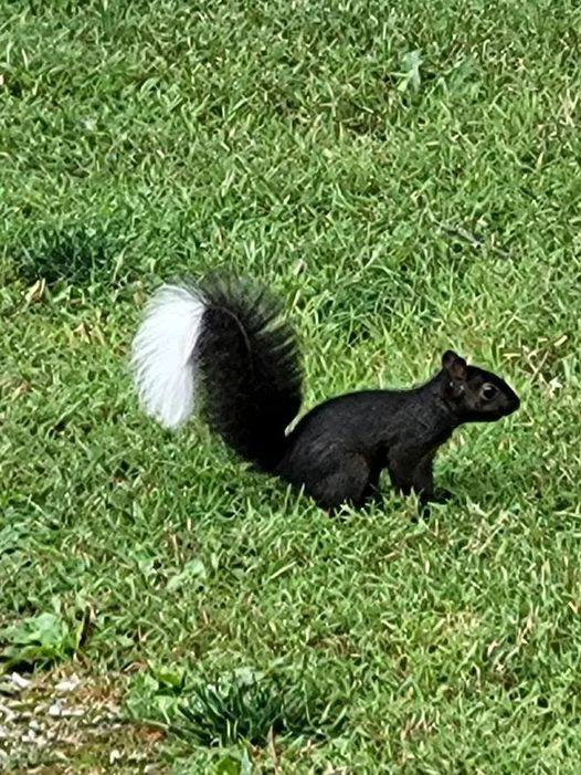 The mystery of the “squnk”: Ohio residents can’t tell if this creature is a squirrel or a skunk