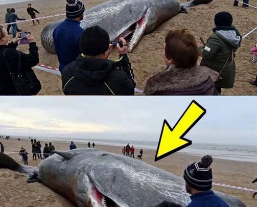 What They Found in the Stomach of This Sperm Whale Shocked the Entire World! It’s Hard to Believe!