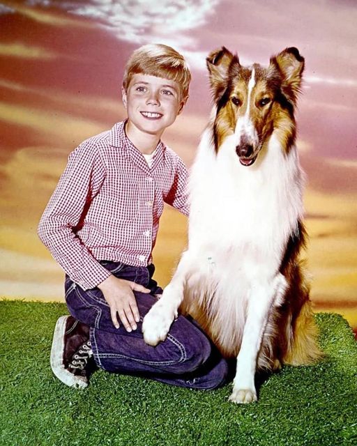 He Was Timmy on Lassie: The Remarkable Life and Career of Jon Provost. How does he look today?