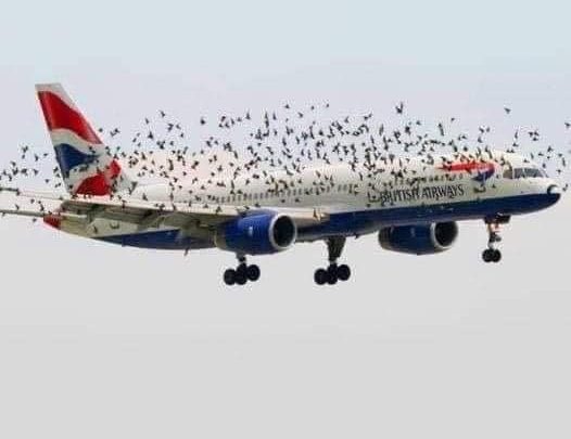 Pilot’s Emotional Response Upon Discovering Why Birds Were Flying Alongside His Plane