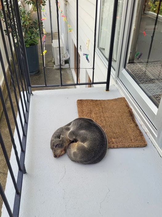 Family discovers an unexpected animal napping on their porch: a seal pup