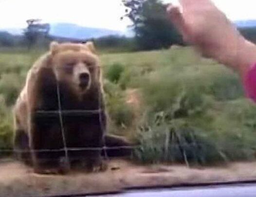 Woman waves to bear from her car – look at his unexpected response 1 second later