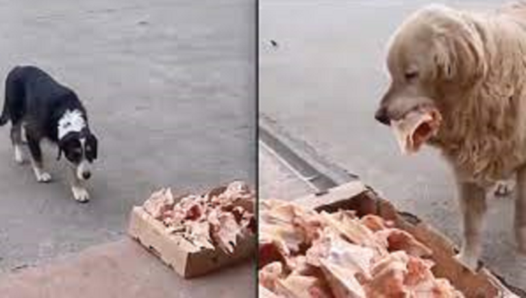 A kind Butcher leaves Leftovers outside his Shop Every Day for stray Dogs!