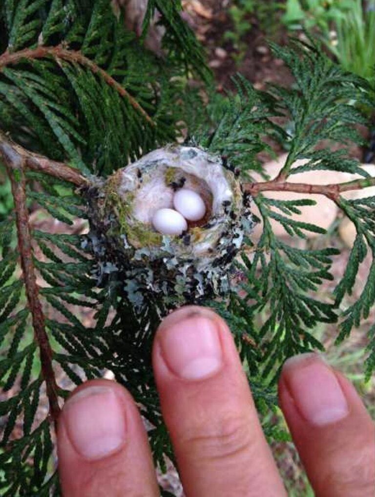 Experts URGE People To Check Gardens For These Tiny Eggs