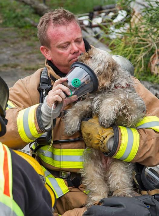 In the United States, firefighters rescue not only people but also animals.(Video)