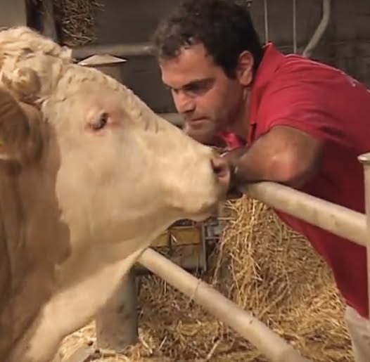 Bull was chained up his whole life – now watch when this animal hero cuts the lock…