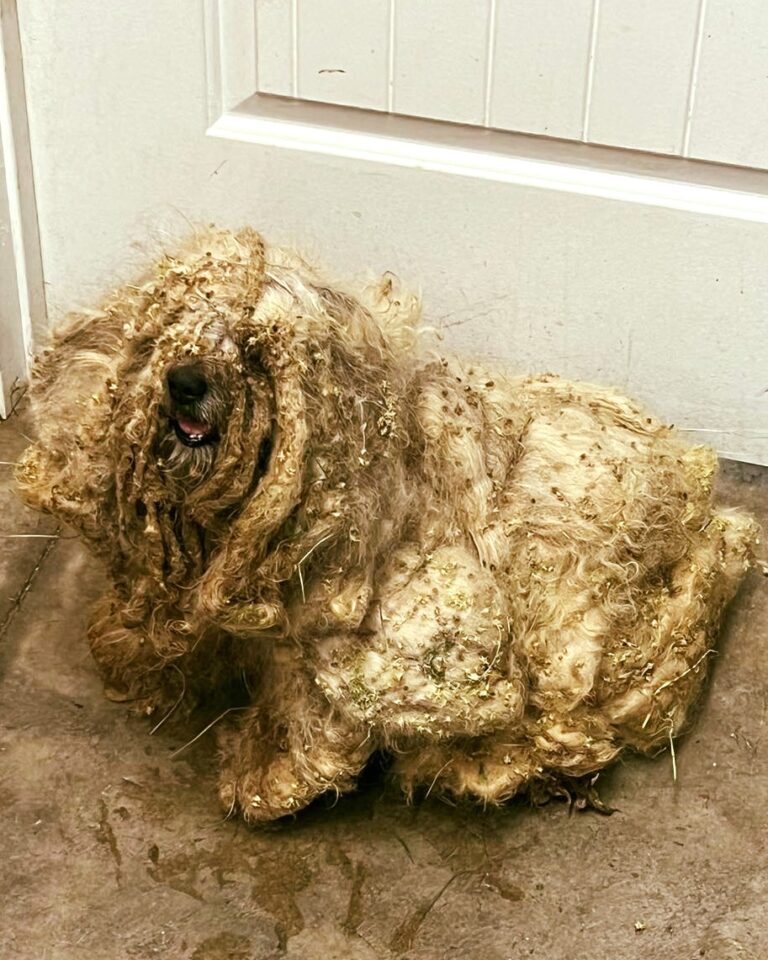 Shelter rescues neglected dog covered in three pounds of matted fur — he looks completely different after makeover