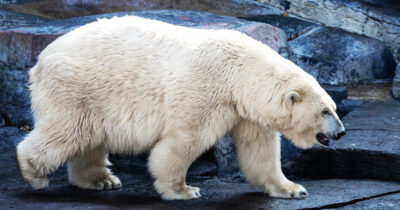 Polar bear attacks woman who jumped into enclosure at Berlin Zoo